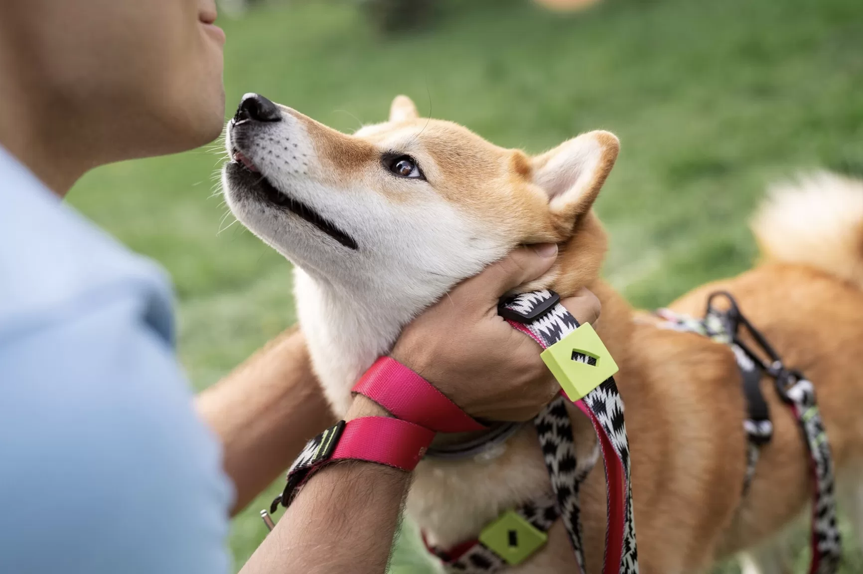 飼主在和柴犬親親
